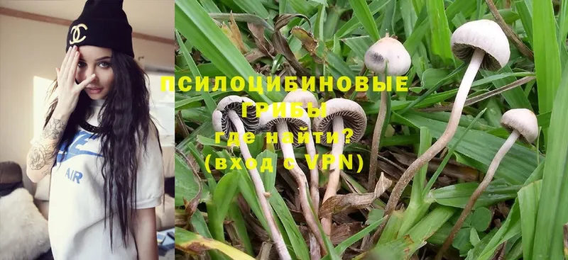 Псилоцибиновые грибы Cubensis Трубчевск